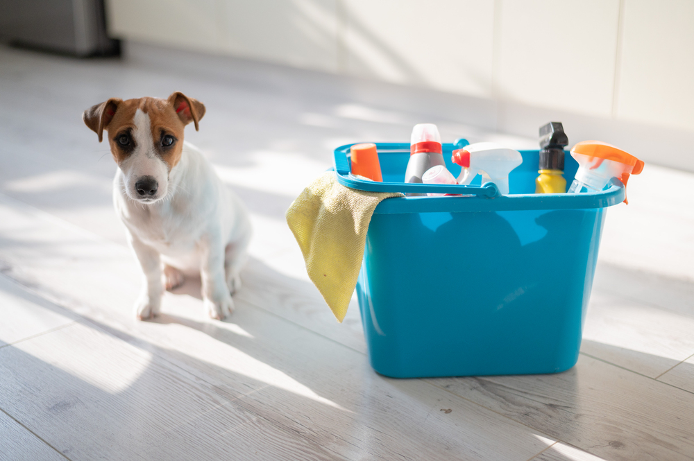 Puppy next to cleaning products on vinyl floor