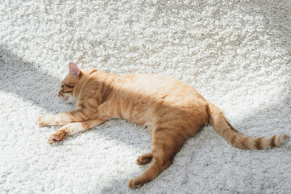 Cat on carpet