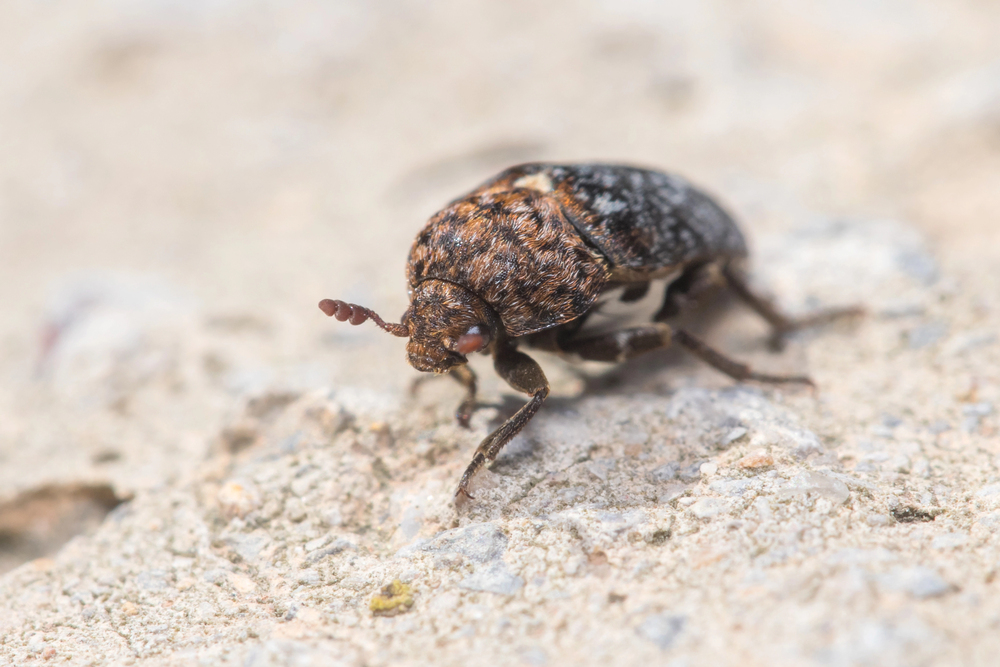 How to Get Rid of Carpet Beetles?