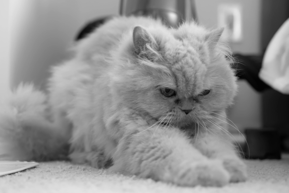 How to Stop the Cat from Scratching the Carpet?