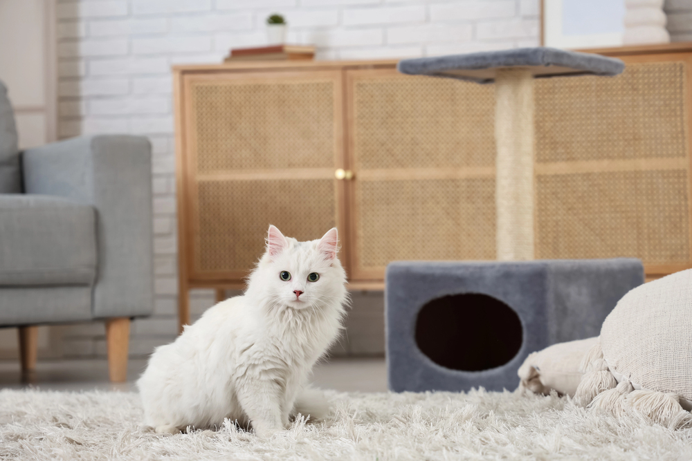How to Stop Cats Scratching Carpets