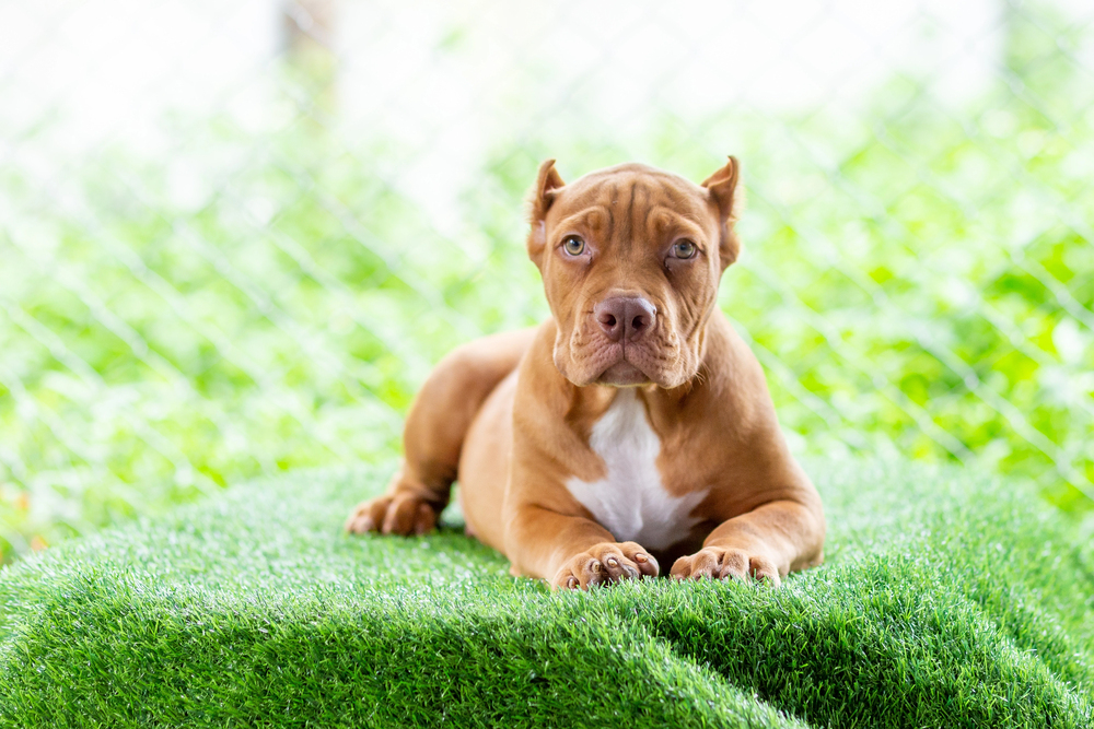 Artificial Grass for Dogs