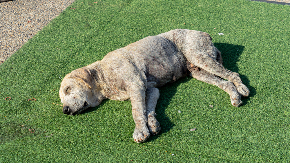 Dogs Pee on Artificial Grass