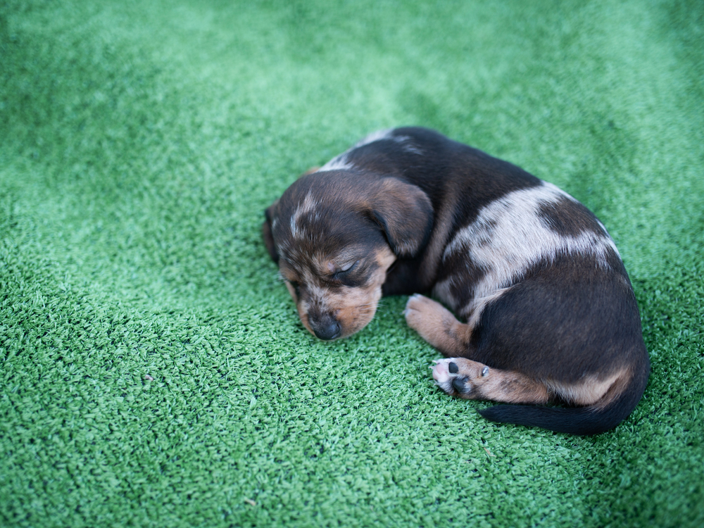 Is Artificial Grass Safe for Dogs?